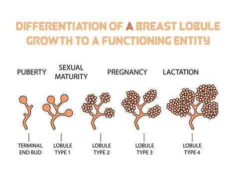 teen boob|Normal Breast Development